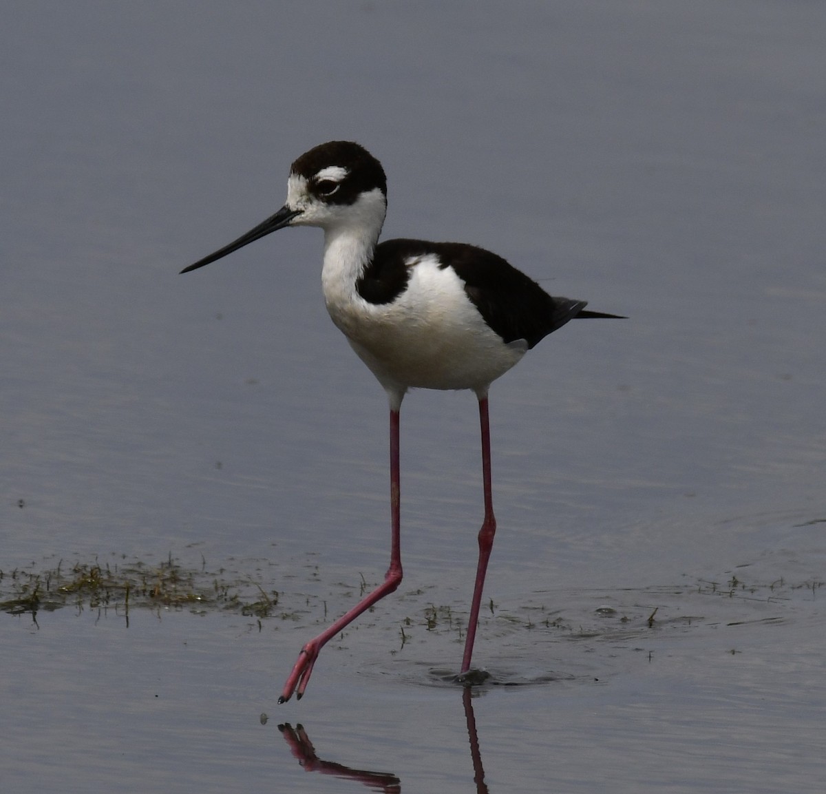 Black-necked Stilt - ML620296978