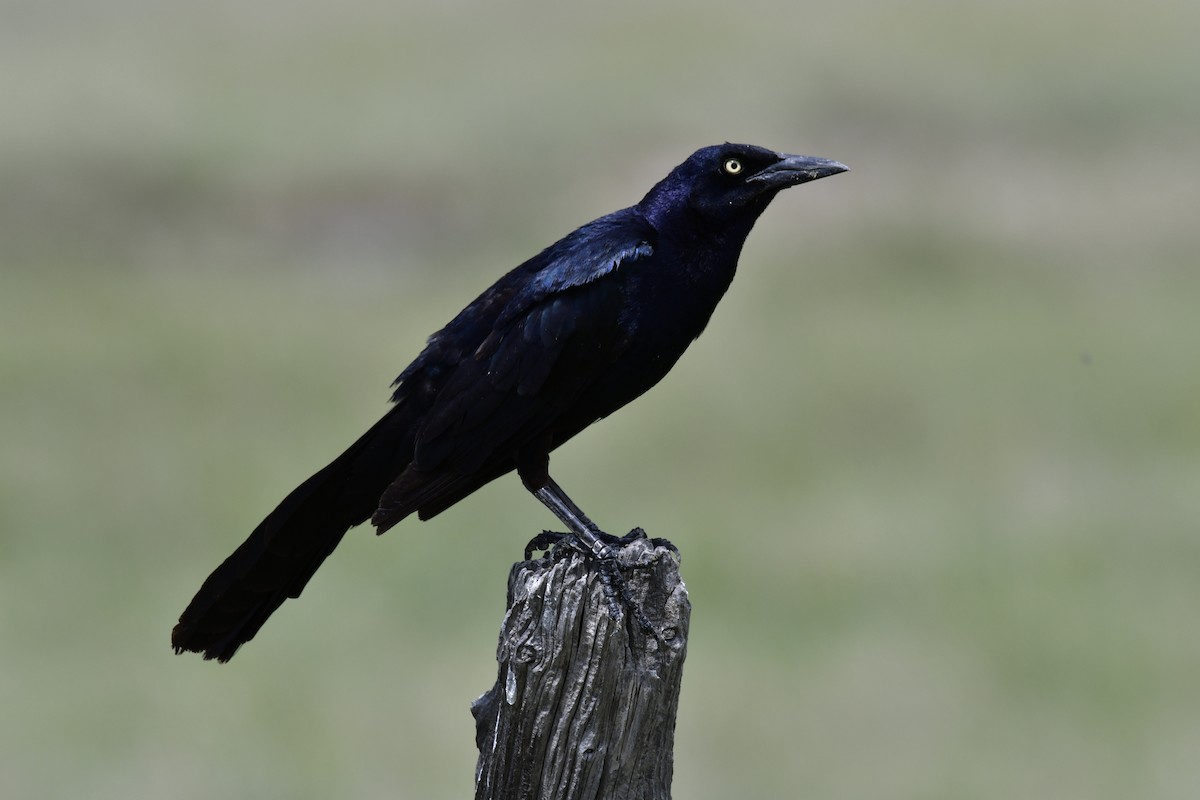 Common Grackle - Harrison Calvin