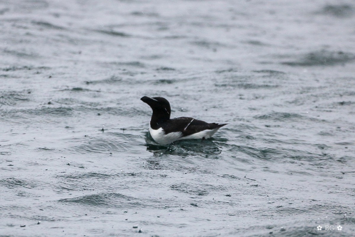 Razorbill - ML620296985