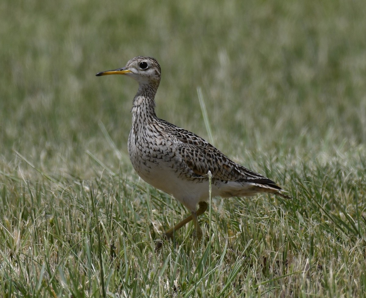 Upland Sandpiper - ML620296987