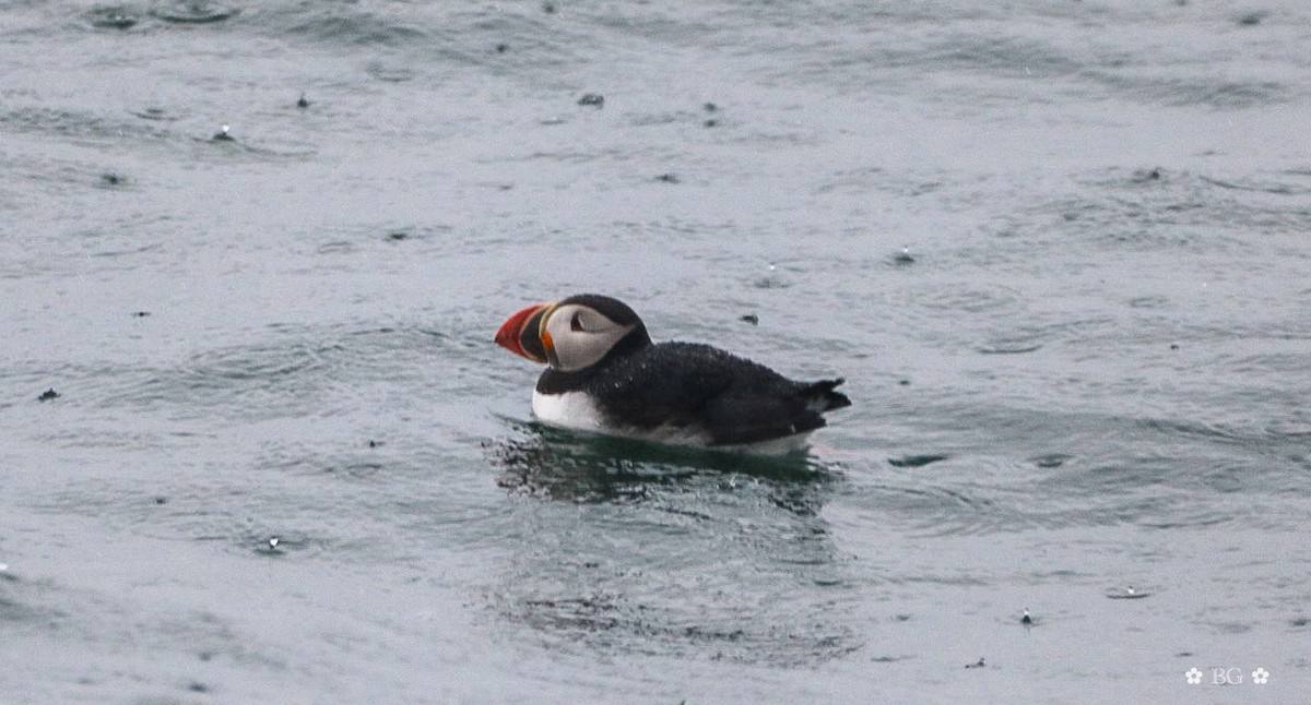 Atlantic Puffin - ML620296988