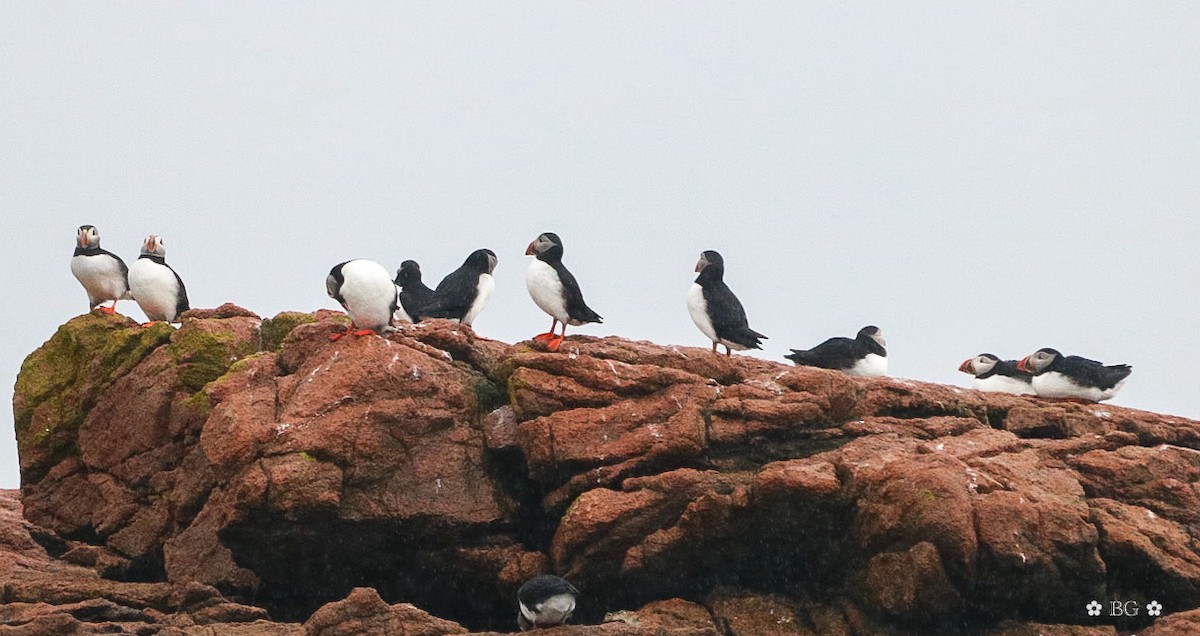 Atlantic Puffin - ML620296991