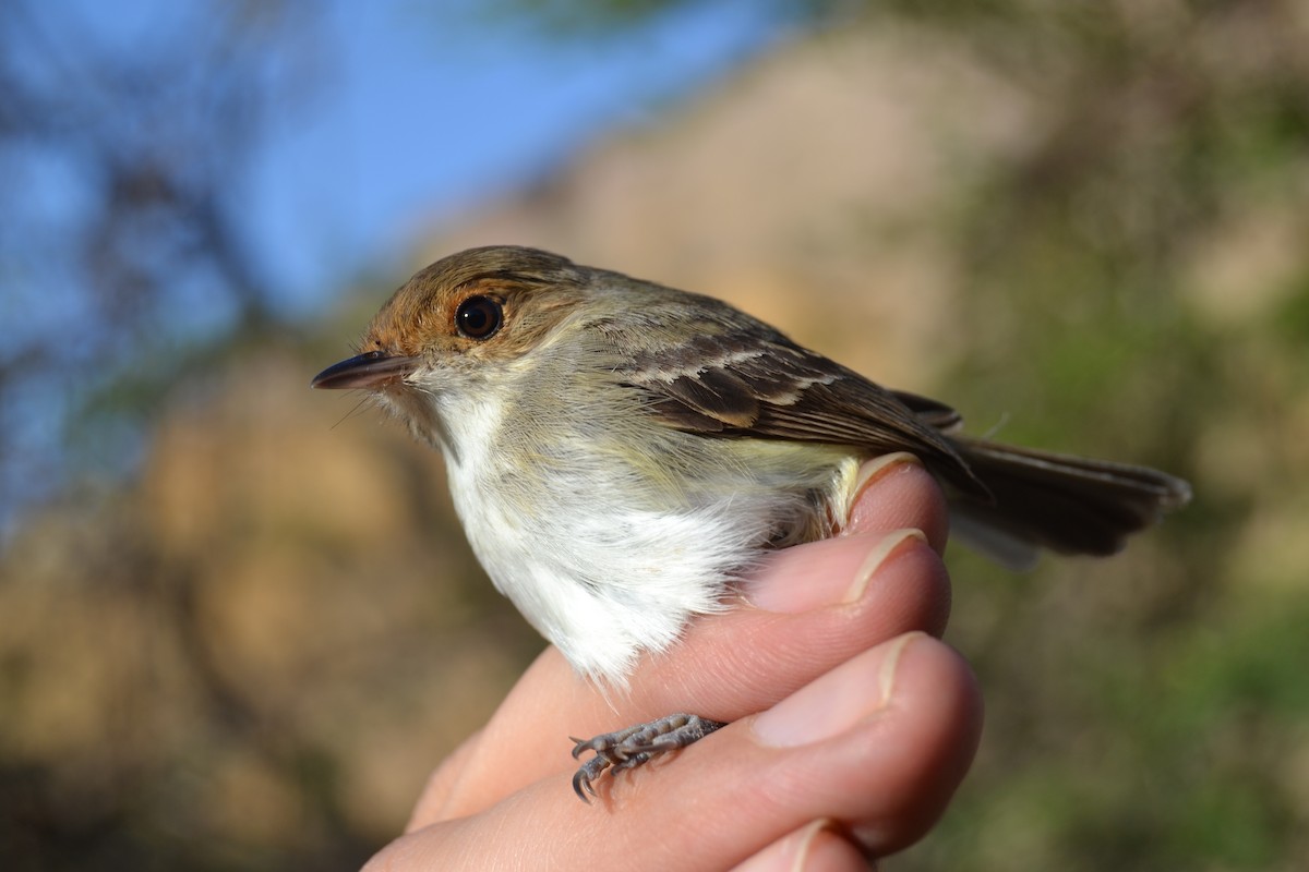 Fulvous-faced Scrub-Tyrant - ML620296995