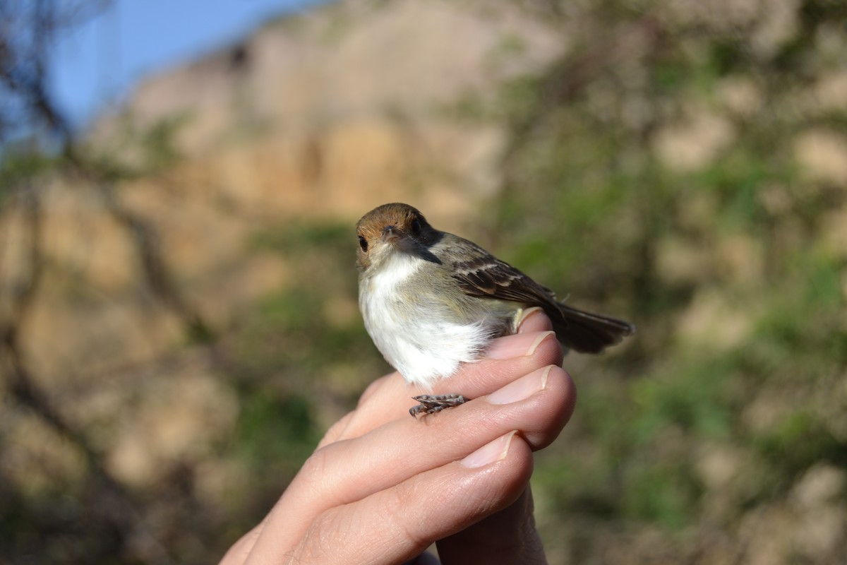 Fulvous-faced Scrub-Tyrant - ML620296996