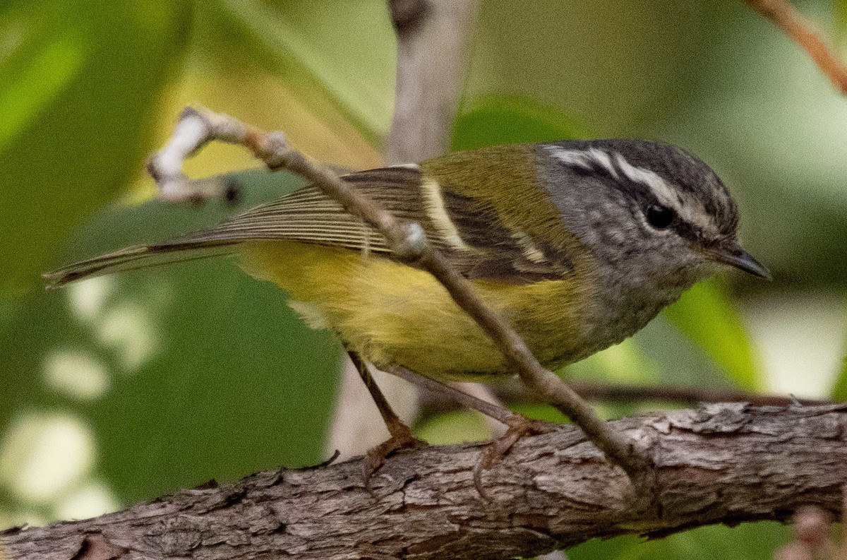 Mosquitero Dorsiclaro - ML620296998