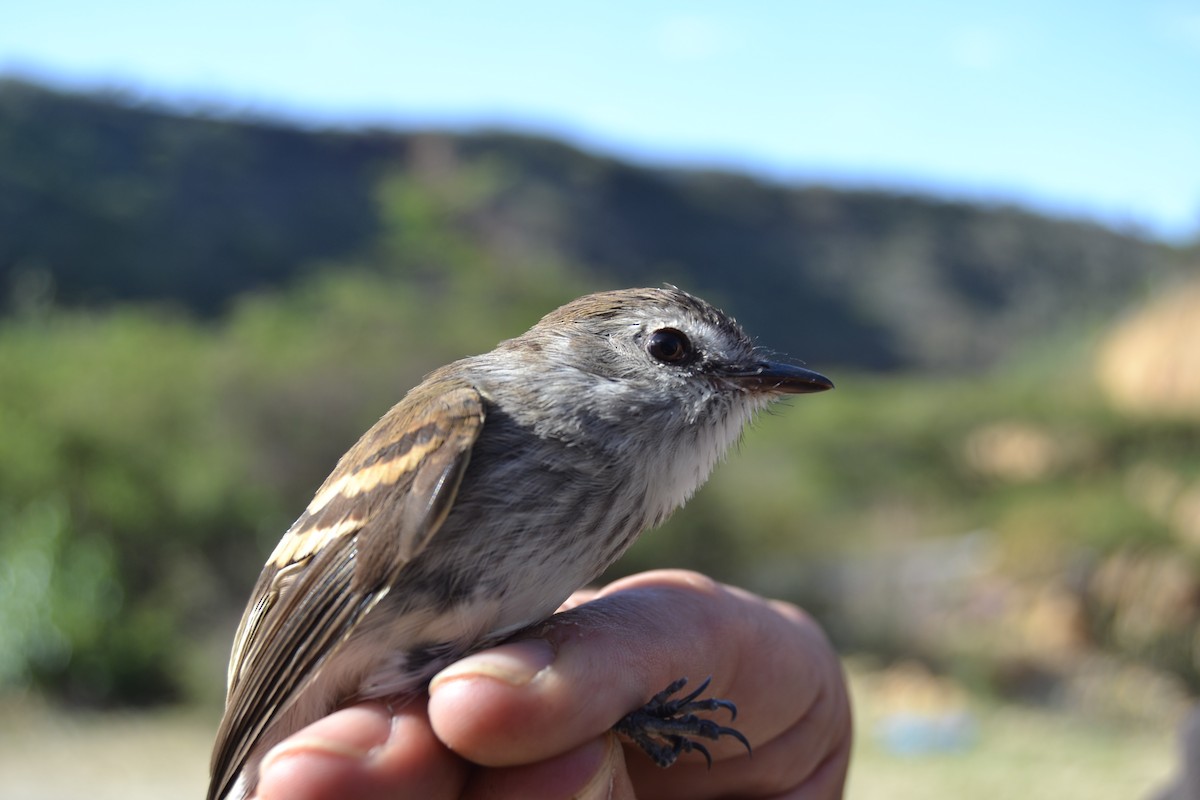 Mouse-gray Flycatcher - ML620297000