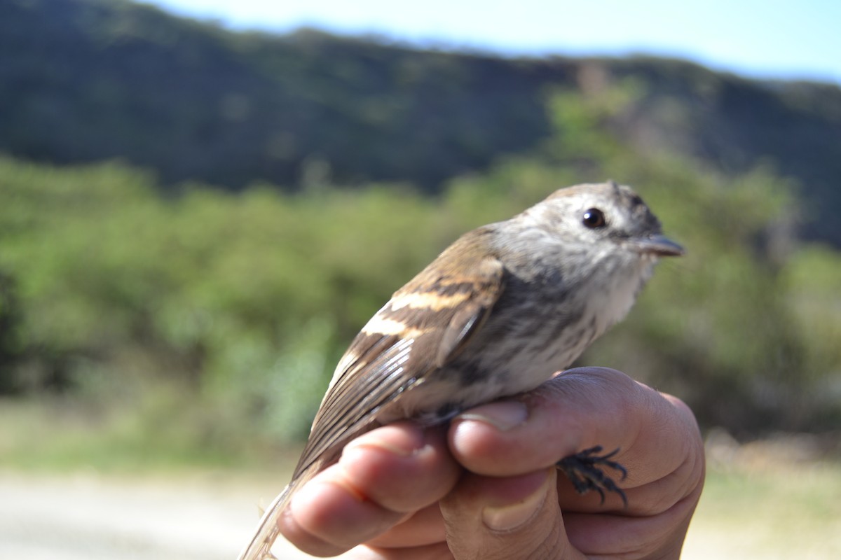 Mouse-gray Flycatcher - ML620297001