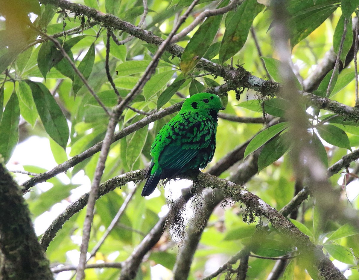 Whitehead's Broadbill - ML620297005