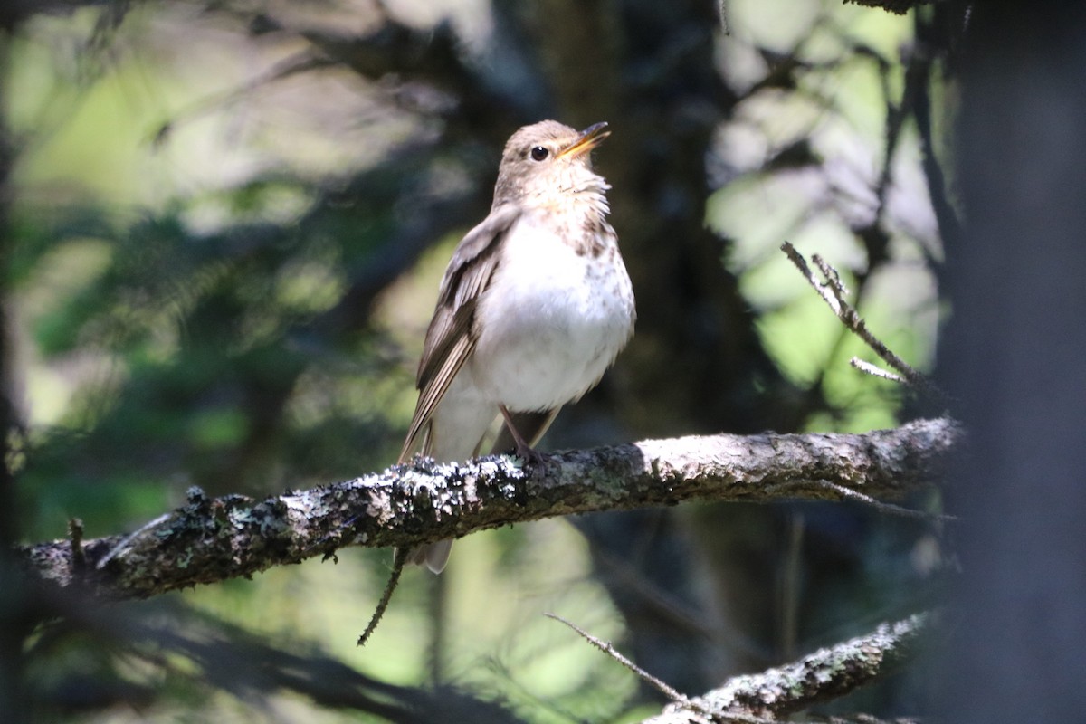 Swainson's Thrush - ML620297008