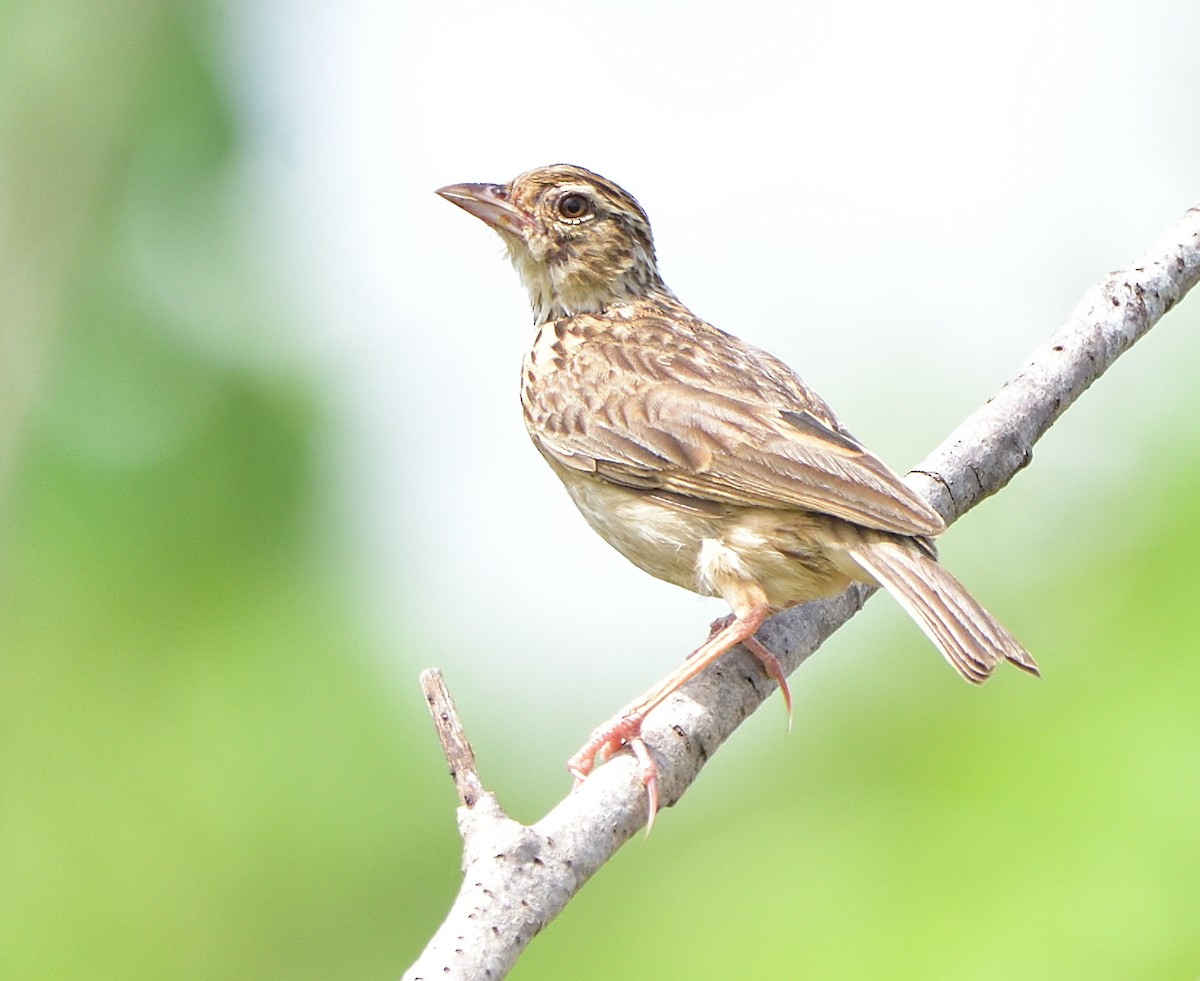 Jerdon's Bushlark - ML620297015