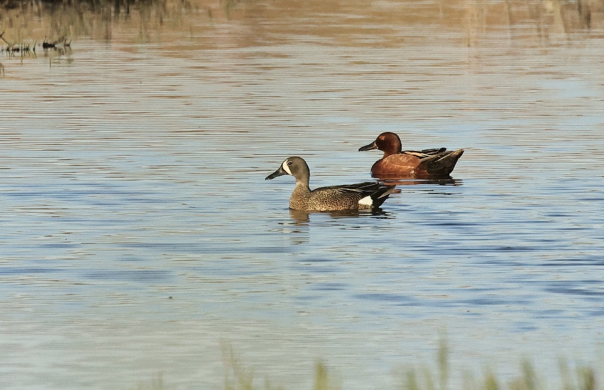 Cinnamon Teal - ML620297019