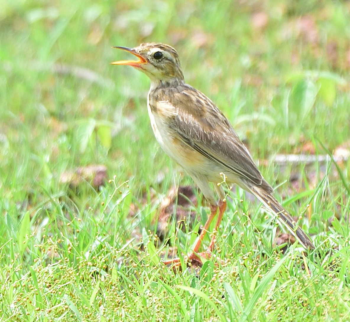 Paddyfield Pipit - ML620297020