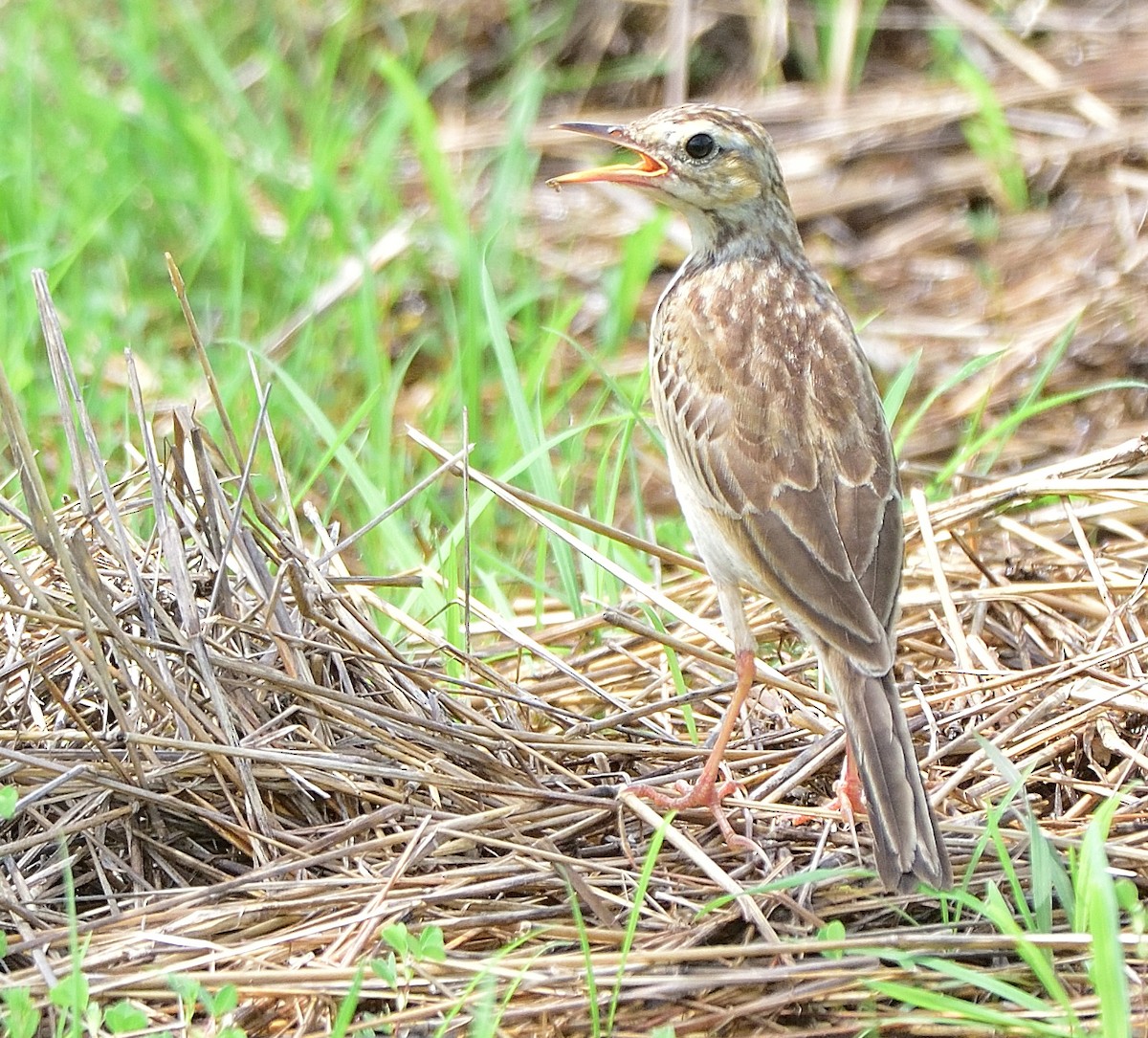 Paddyfield Pipit - ML620297021