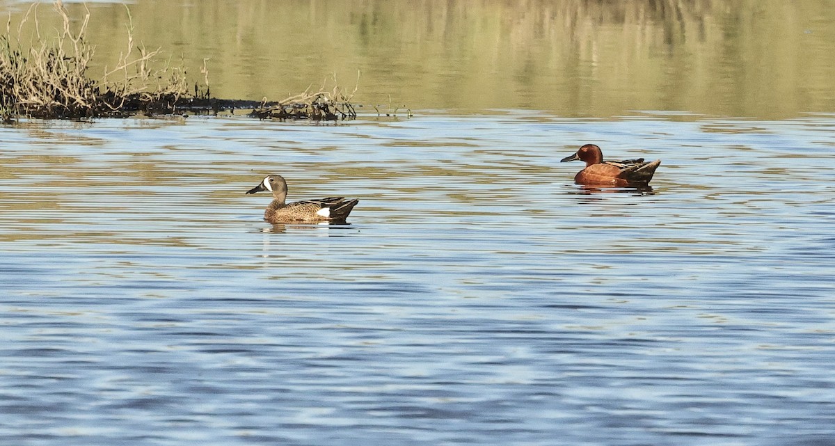 Cinnamon Teal - ML620297023