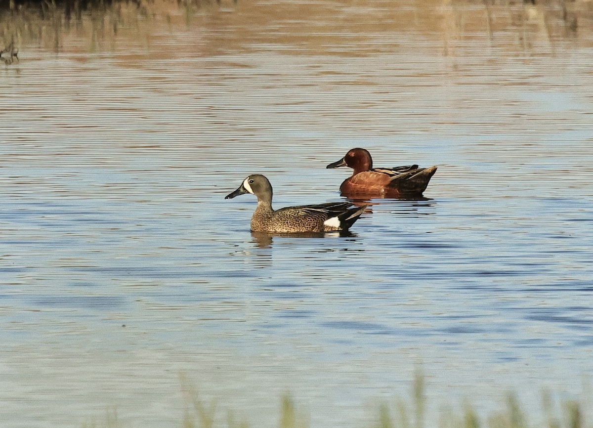 Cinnamon Teal - ML620297032