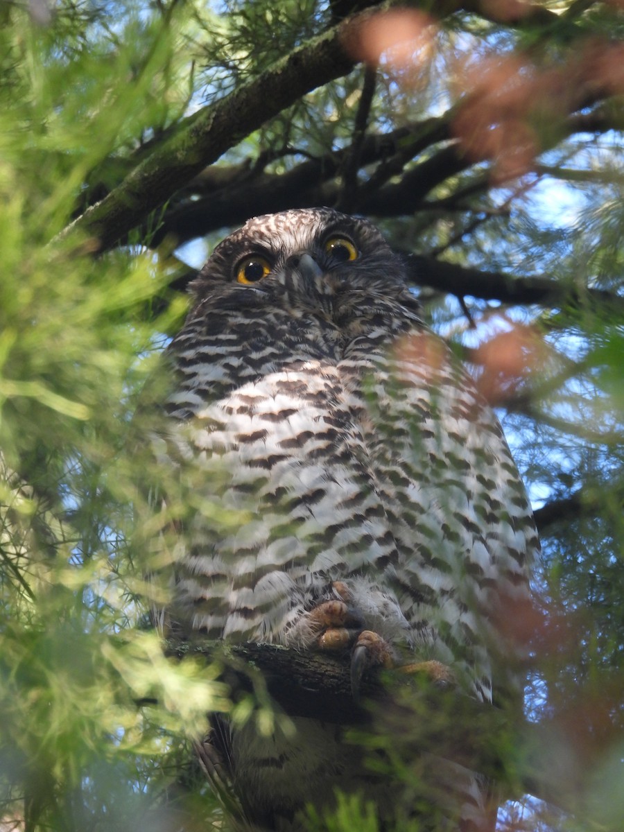 Powerful Owl - ML620297034