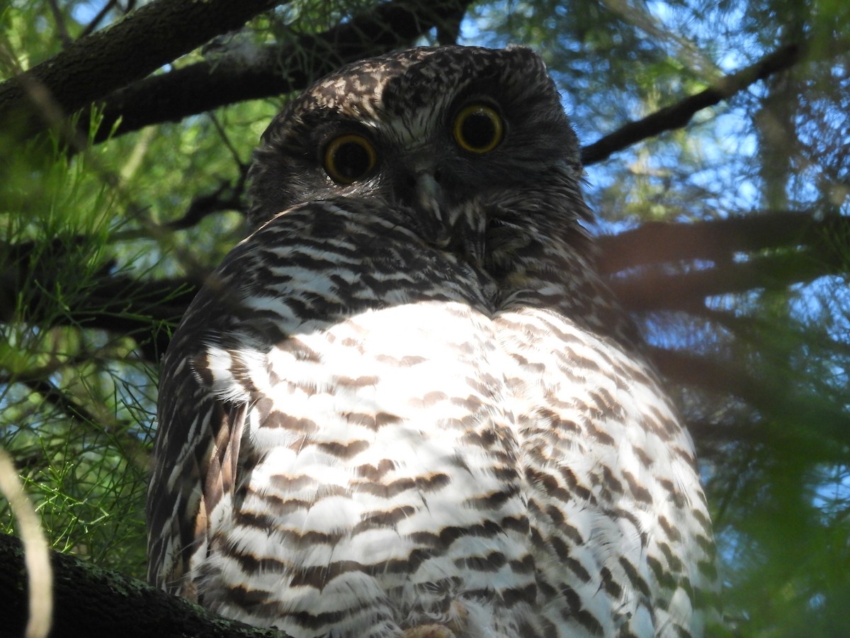 Powerful Owl - ML620297037