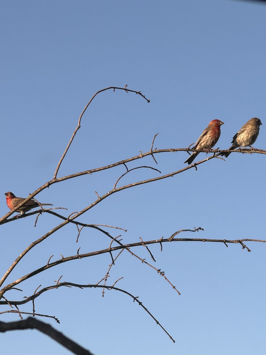 House Finch - ML620297054