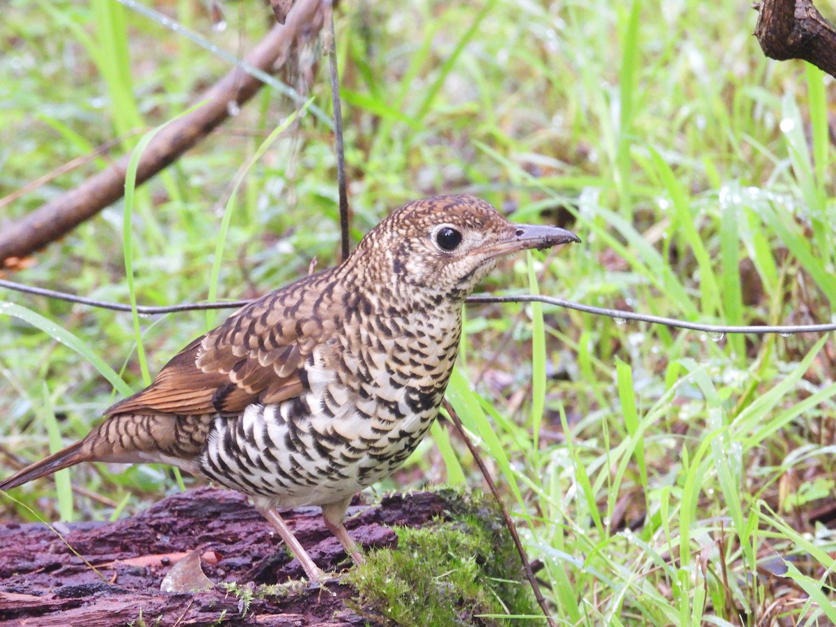 Bassian Thrush - ML620297058