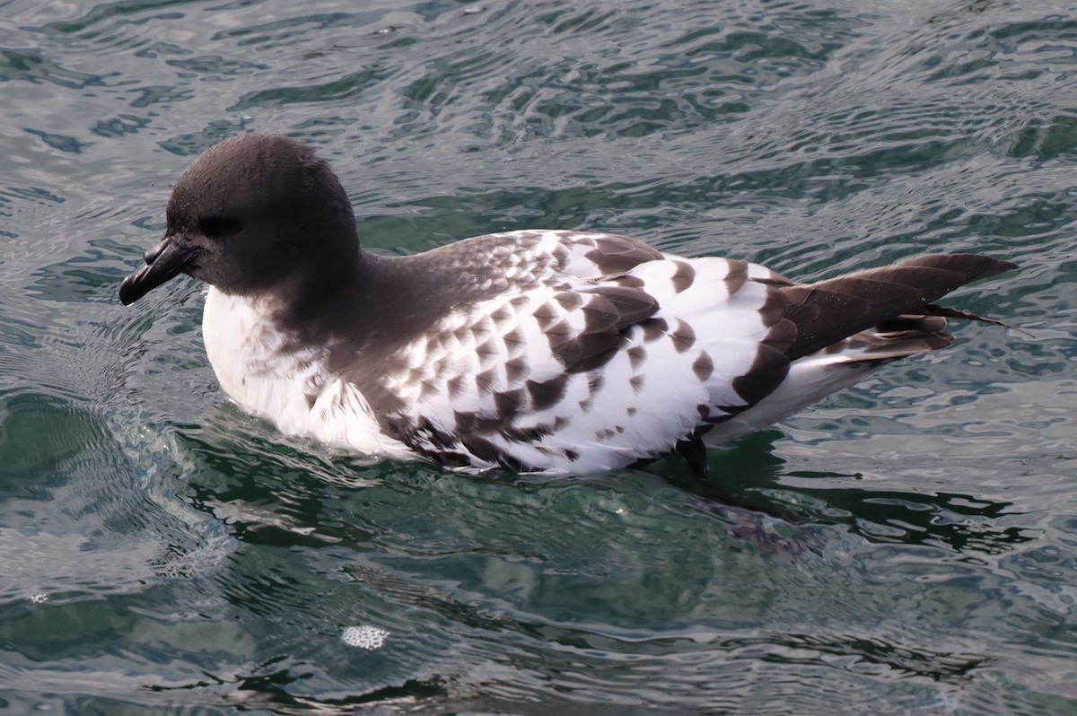 Cape Petrel - ML620297061