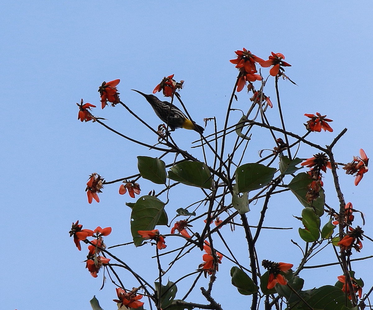 Whitehead's Spiderhunter - ML620297063