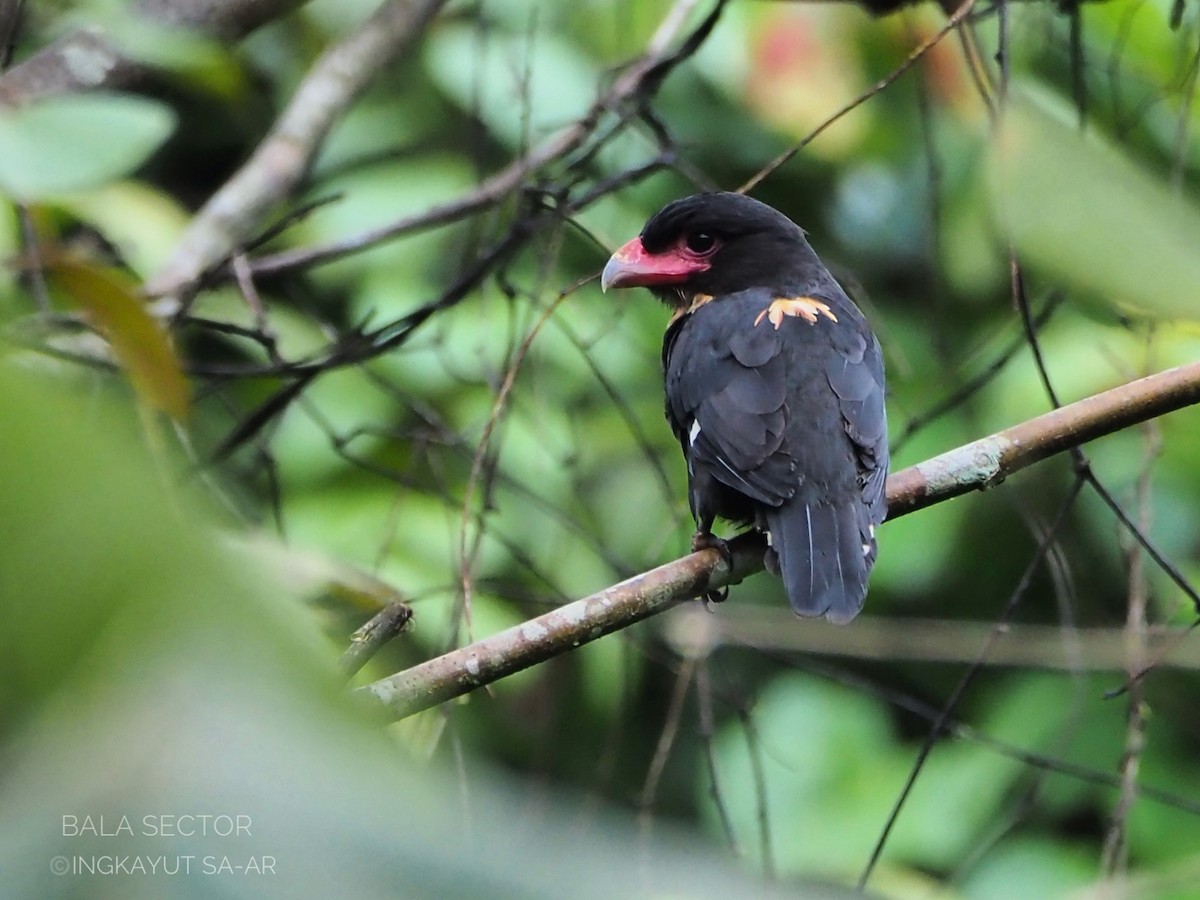 Dusky Broadbill - ML620297067