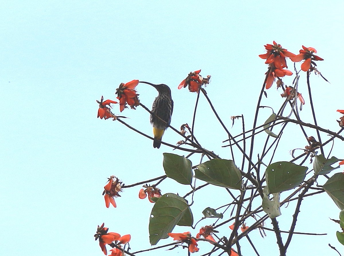 Whitehead's Spiderhunter - ML620297071