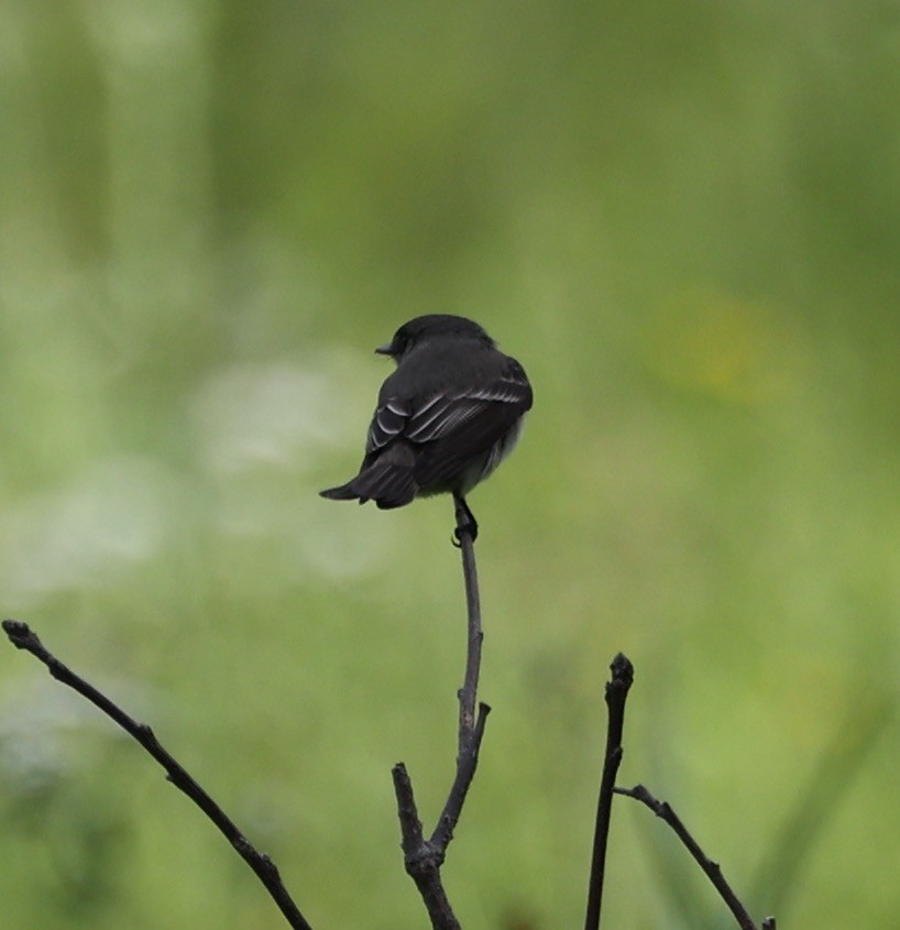 Eastern Wood-Pewee - ML620297074