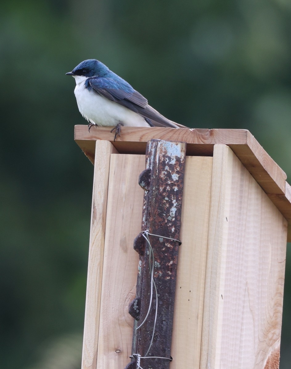 Tree Swallow - ML620297075