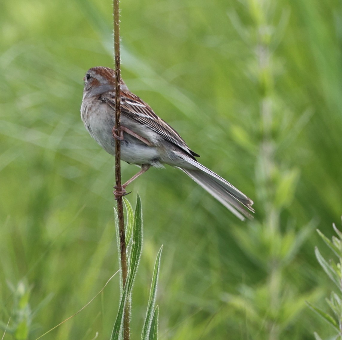 Field Sparrow - ML620297081