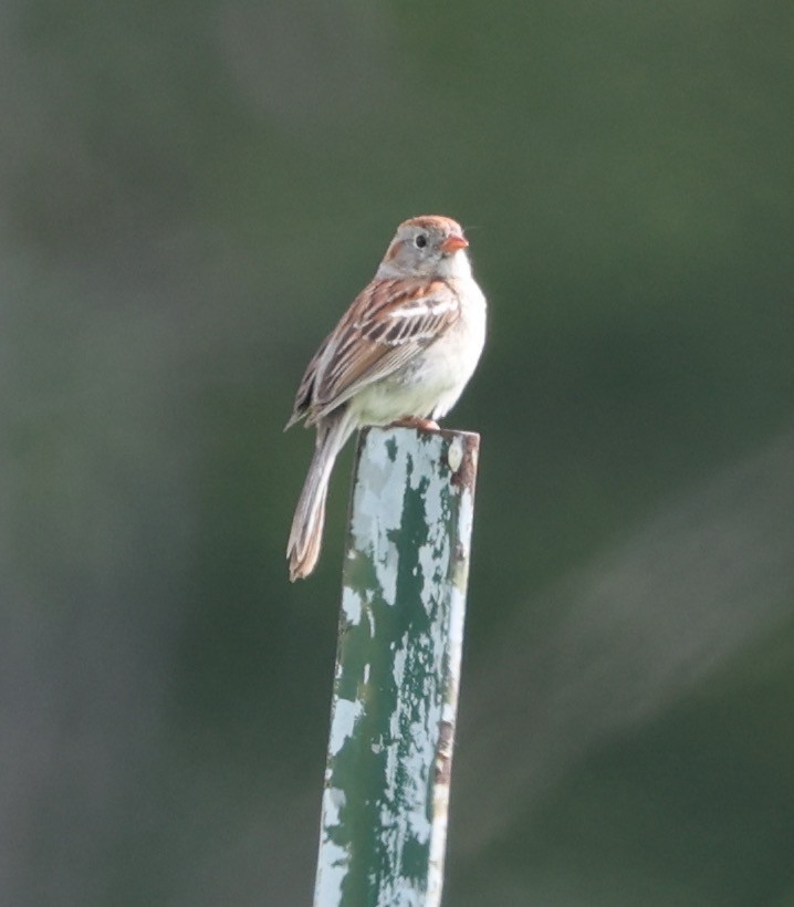 Field Sparrow - ML620297082