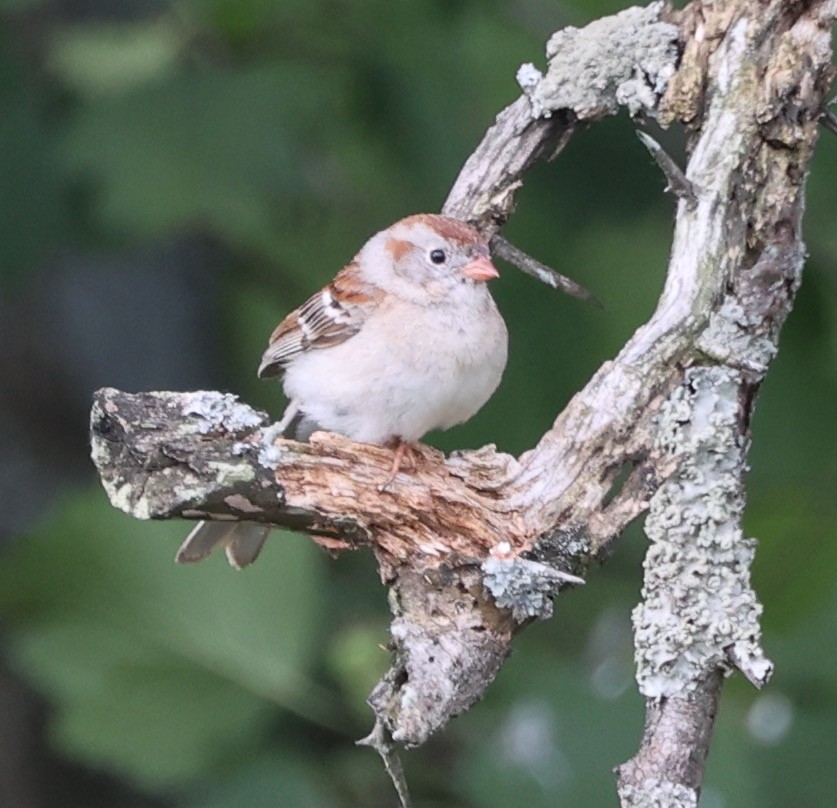 Field Sparrow - ML620297083