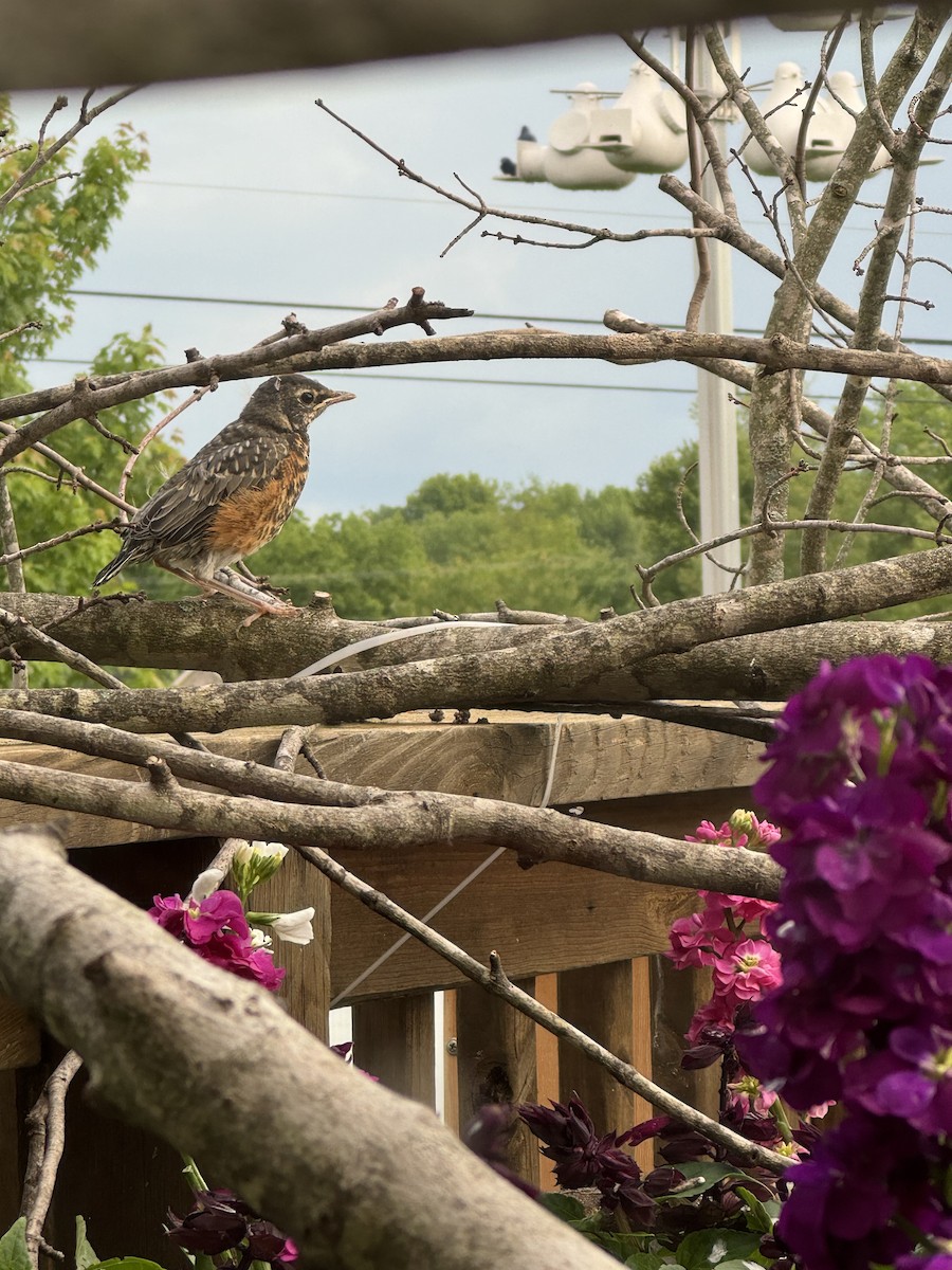 American Robin - ML620297087