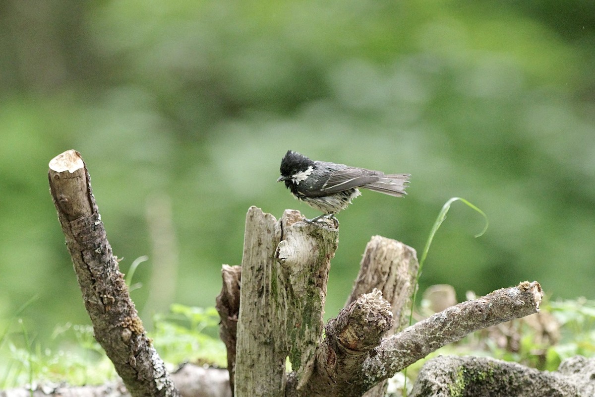 Coal Tit - ML620297088