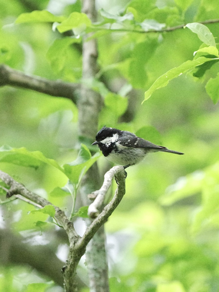 Coal Tit - ML620297089