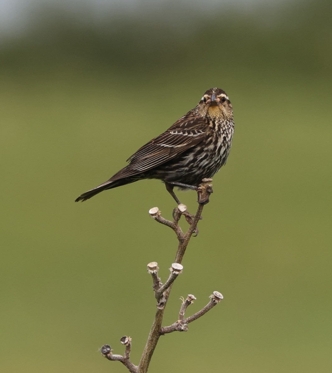 Red-winged Blackbird - ML620297092