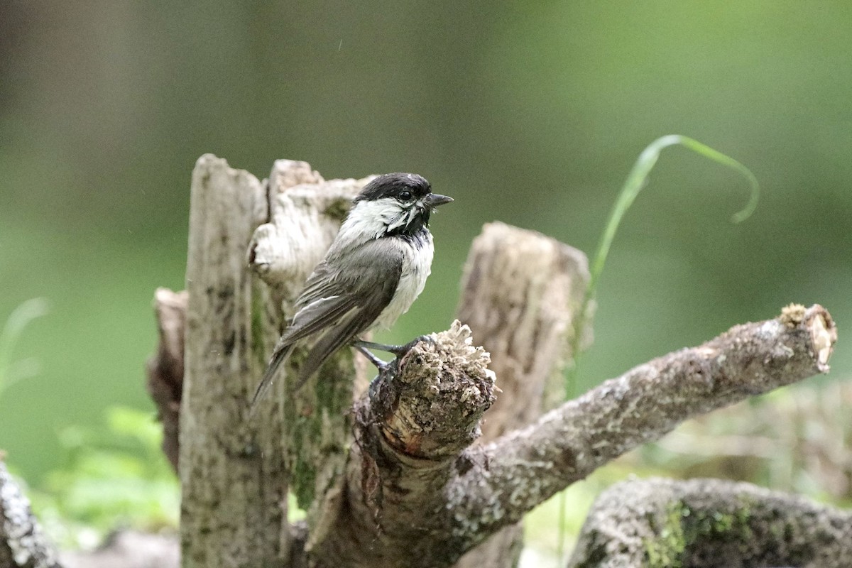 Willow Tit - ML620297095