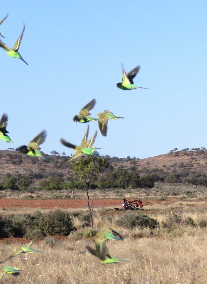 Budgerigar - ML620297099