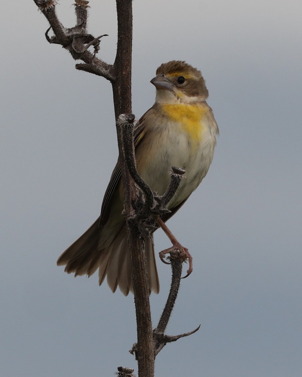 Dickcissel - ML620297104