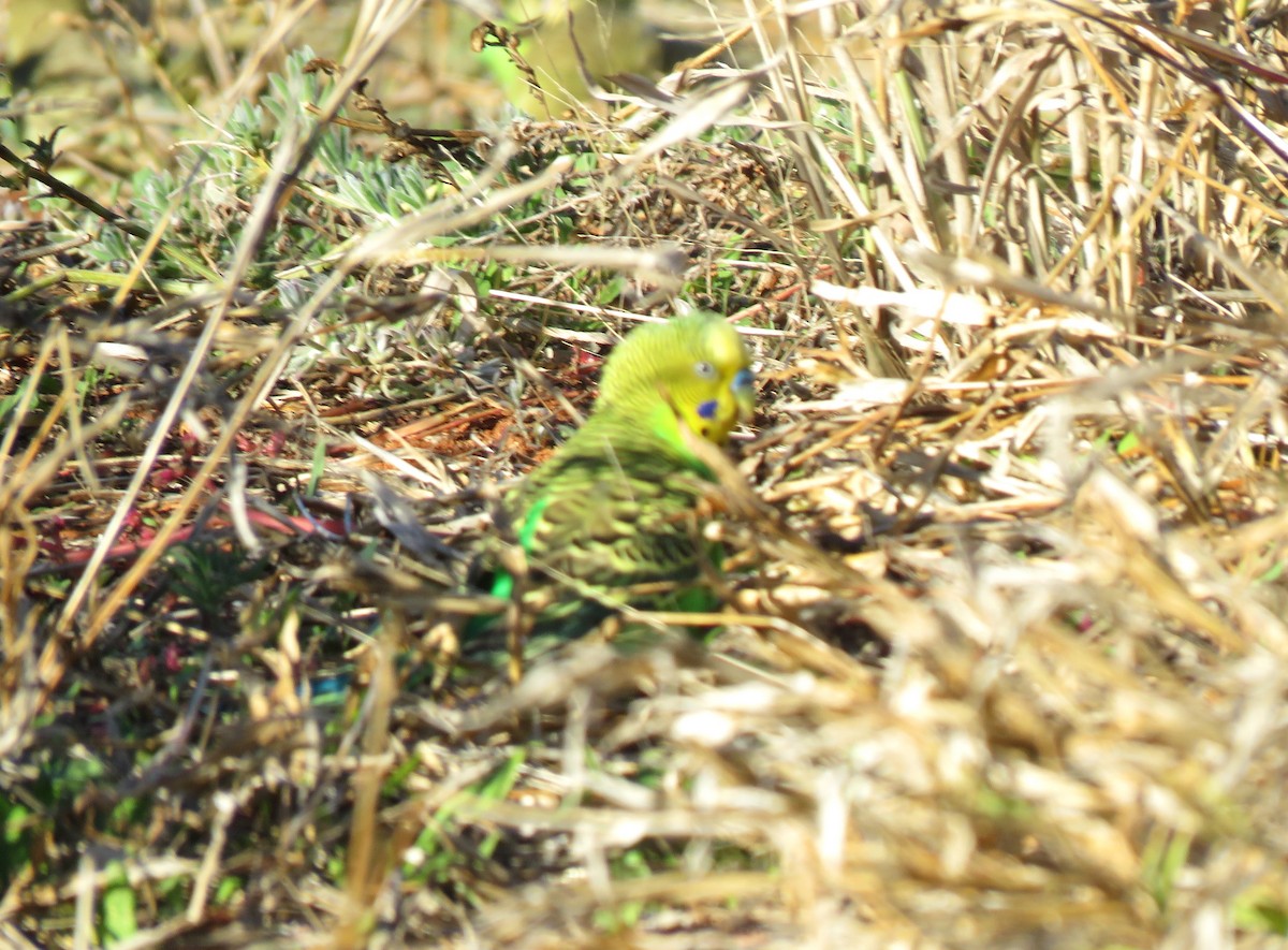 Budgerigar - ML620297105