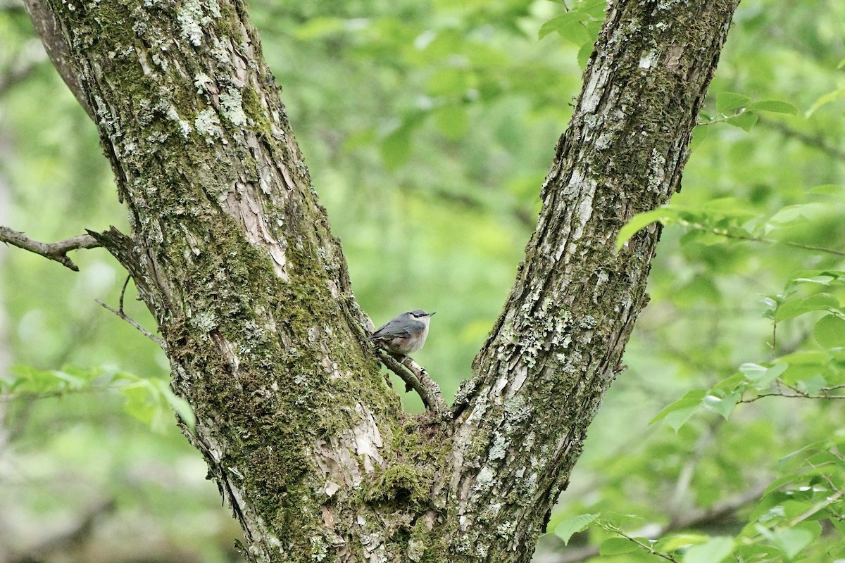 Eurasian Nuthatch - ML620297109