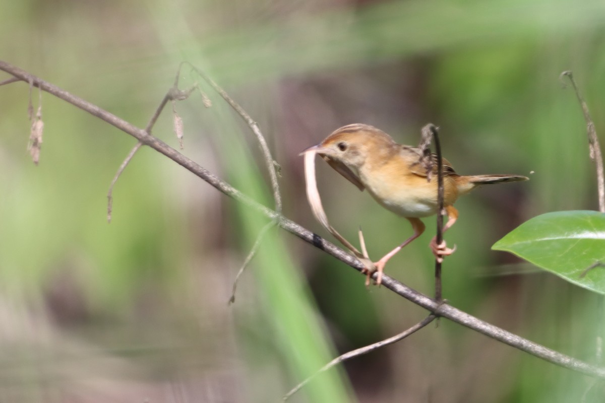 Golden-headed Cisticola - ML620297110