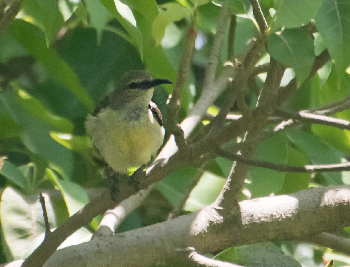 Purple-rumped Sunbird - ML620297126