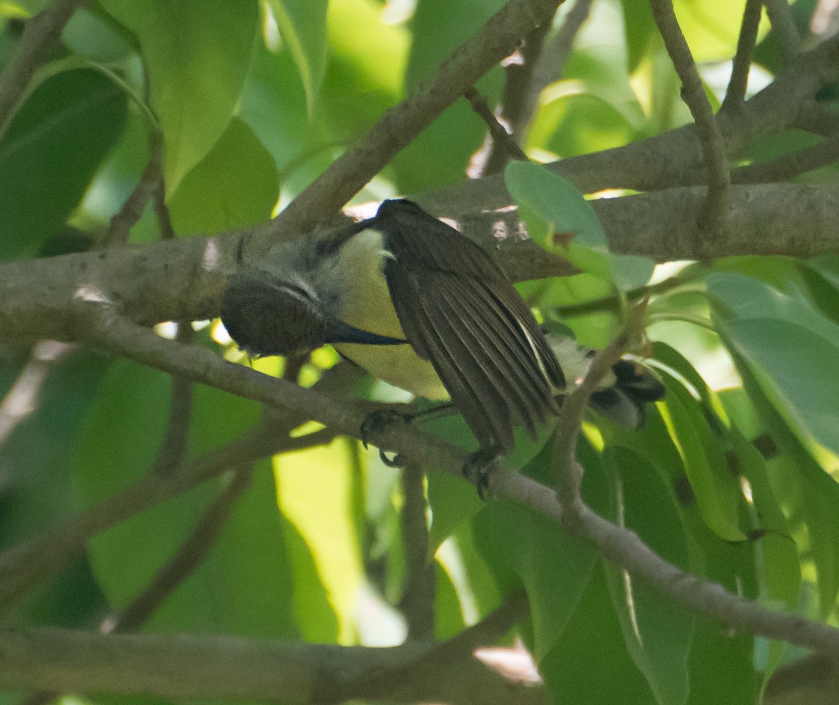 Purple-rumped Sunbird - ML620297127