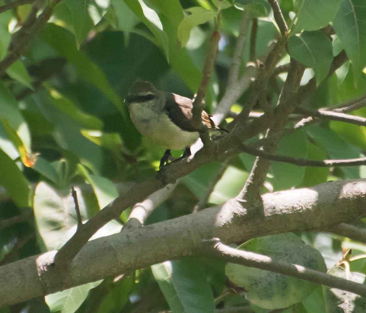 Purple-rumped Sunbird - ML620297129