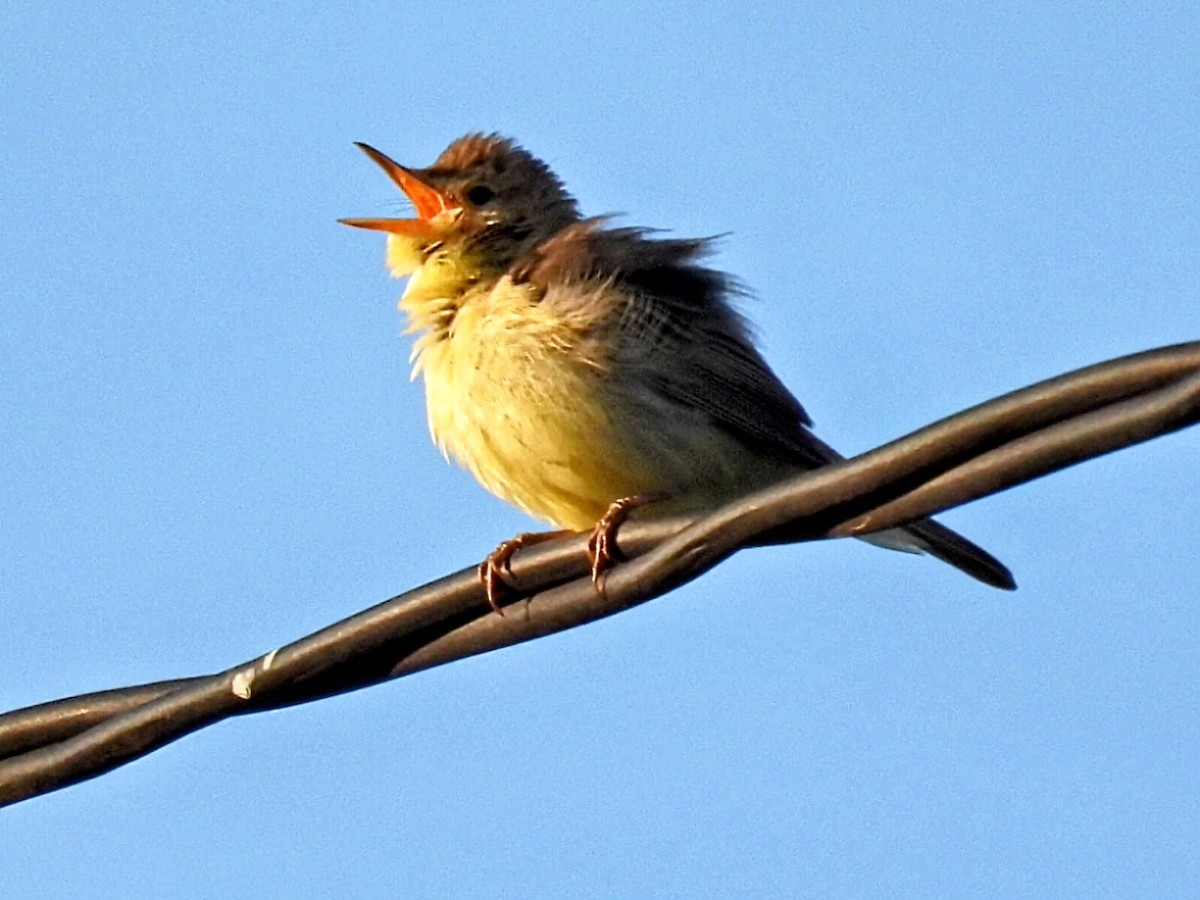 Melodious Warbler - ML620297130