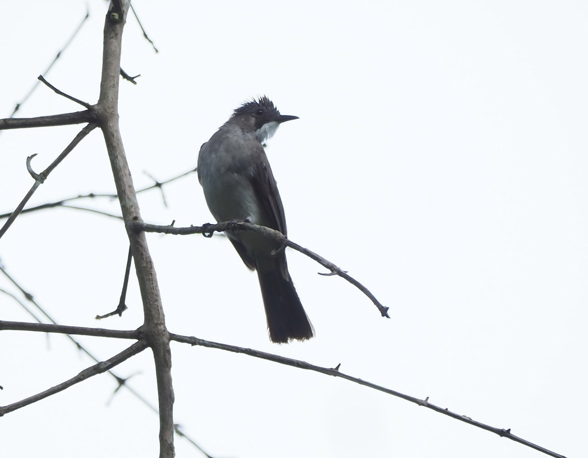 Cinereous Bulbul (Cinereous) - ML620297132