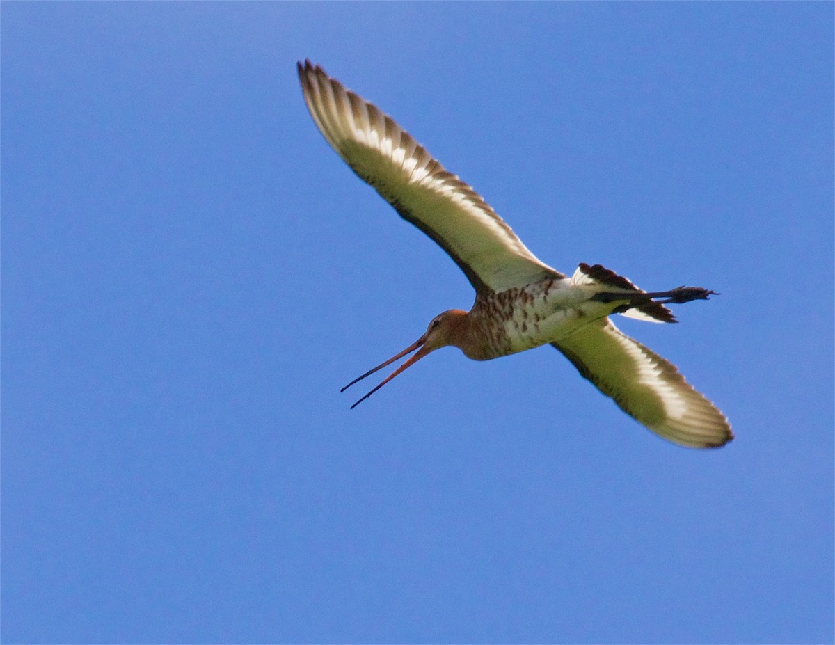 Black-tailed Godwit - ML620297141