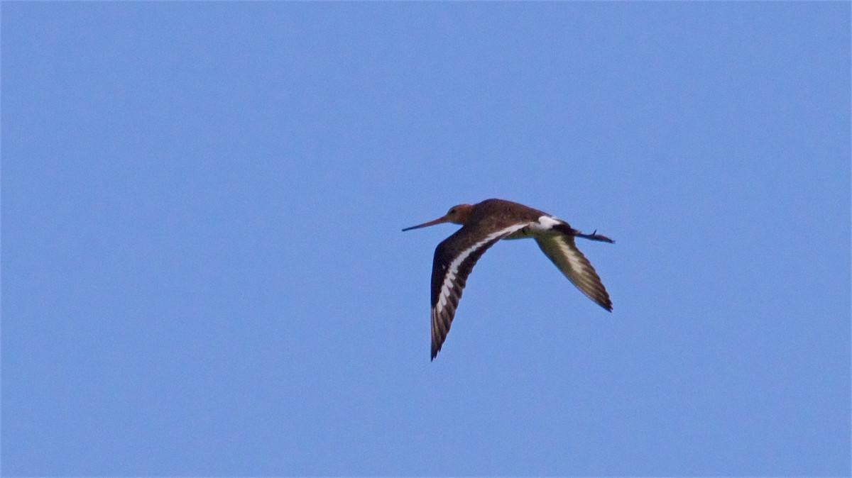 Black-tailed Godwit - ML620297142