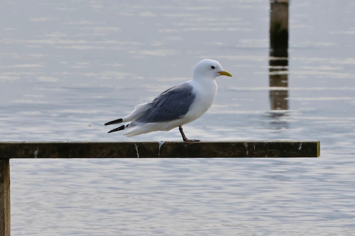 Mouette tridactyle - ML620297145